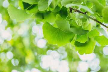 Close-up brightly wet green leaves of Ginkgo tree (Ginkgo biloba), known as ginkgo or gingko in soft focus against background of blurry foliage.
