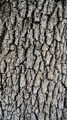 Texture and background for the material. Unique texture pattern of oak tree bark