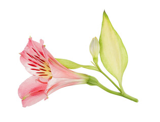 Lily flower isolated on white background top view