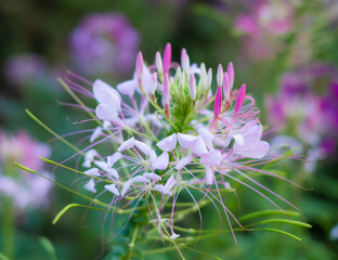 Close up Cleome flower in the garden