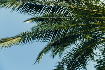 Obraz na płótnie Canvas Tropical jungle, palm leaves on a sunny day, sky.