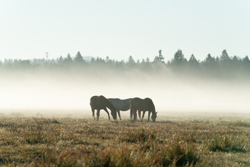 horses in the fog
