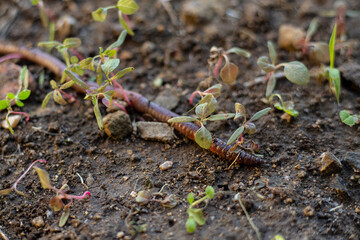 earthworm long climbs the ground clay one isolated