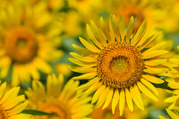 ヒマワリの花（Sunflower）
