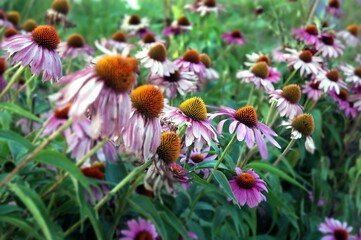 garden with purple flowers echinacea