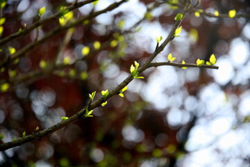 Sprig with young small green leaves and bokeh effect