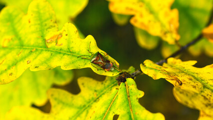 leaf on a green background