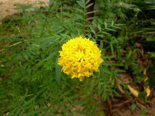 A close up of yellow Thousand Flower