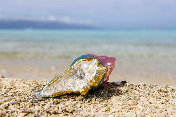 Colorful shiny seashell Christmas tree ornament