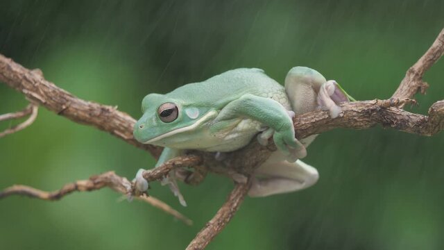 Ein großer grüner Laubfrosch, Litoria infrafrenata, sitzt im Regen auf einem Ast, 50fps