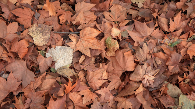 Close up shot of dry leaves on the ground for background use