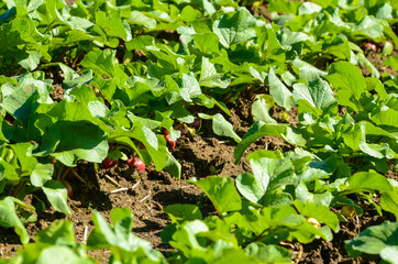 Radish plantation with green leaves of the vegetable still on the foot