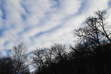 The crowns of the trees of the winter forest are directed to the clouds