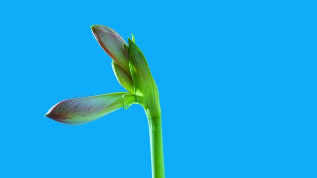 Disclosure of the Amaryllis flower. Blooming bud of a Time plant lapse