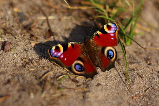 Schmetterling Sandbad