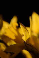 a bunch of daffodils in the light with a dark black background