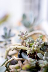 Delicate macro view of succulents with soft pastel flowers in natural tones