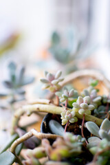 Delicate macro view of succulents with soft pastel flowers in natural tones