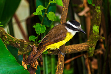 Bem Te Vi IMG_7716