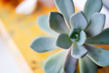 Delicate macro view of succulents with soft pastel flowers in natural tones
