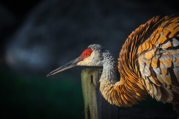 Close up shot of Sandhill crane bird © SNEHIT PHOTO