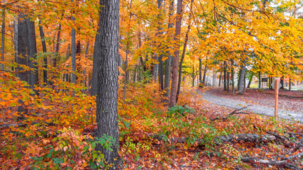 Colorful autumn trees by the biking trail 
