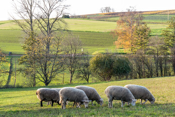 Schafe auf der Weide