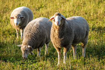 Schafe auf der Weide
