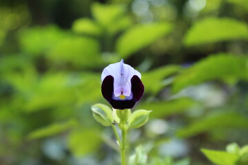 Bicolour torenia flower 
