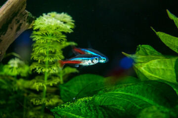 Neon innesa, paracheirodon innesi aquarium fish on a background of green plants