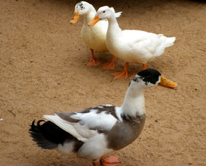 Three geese on sand at farm