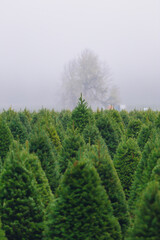 Christmas Tree Farm perfect rows of trees many