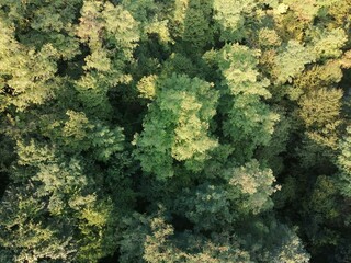 FOREST TOP VIEW