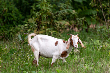goats on the meadow - 393956283