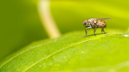 Close up shot of a fly on a leaf