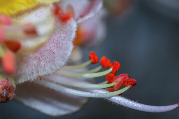 Close up shot of pollen and stamen on a red chestnut tree flower
