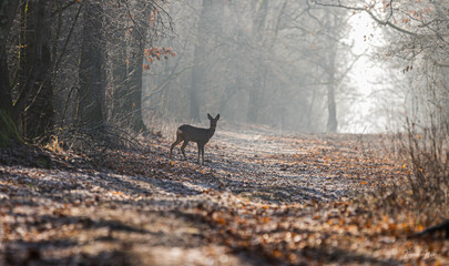 Roe deer(capreolus caproelus) in the middle of the forest