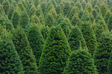 Christmas Trees in row filling frame