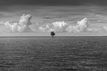 Black&White alone tree with clouds and sky at Krabi Thailand - 393956892