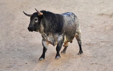 toro bravo español en un espectaculo de toreo en una plaza de toros