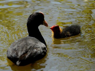 the coot and her chick