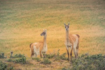 Naklejka premium Guanacos at Tierra del Fuego