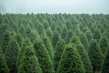 Christmas Tree Farm perfect rows of trees many