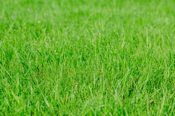 Fototapeta premium texture of natural juicy green grass