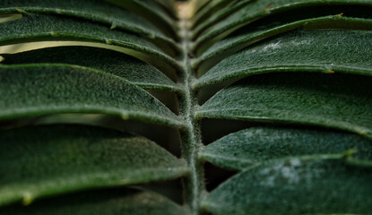 A leaf in closeup in shadow and light in jena