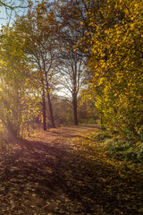 forest trail in autumn with sun beams