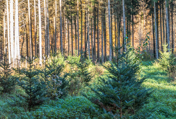 Wiederafforstung durch Neuanpflanzung im Nadelwald