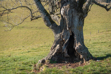 OLD LIME TREE . ALTE LINDE (WINTERLINDE, BERGLINDE, Tilia cordata)
