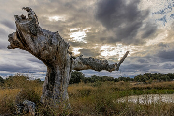 very wide and hollow dead solitary oak tree next to a lake with dark clouds