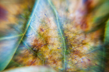 London, United Kingdom, November 20th, 2020: Leaves close up background. Dry in old leaves with a...
